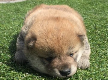 柴犬(標準サイズ)【長崎県・男の子・2017年2月20日・赤】の写真「３月１１日撮影画像☆赤柴☆男の子☆」