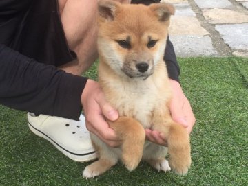 柴犬(標準サイズ)【長崎県・女の子・2015年1月13日・赤】の写真「４月２４日撮影画像☆赤柴☆小柴☆女の子☆」