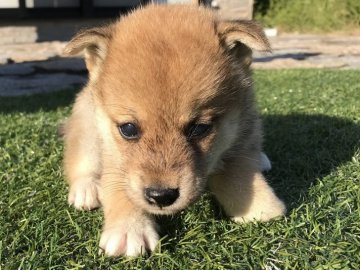 柴犬(標準サイズ)【長崎県・男の子・2017年8月29日・赤】の写真「１０月５日撮影画像☆赤柴☆男の子」