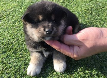 柴犬(標準サイズ)【長崎県・女の子・2017年5月5日・黒】の写真「６月２日撮影画像☆黒柴☆女の子☆」