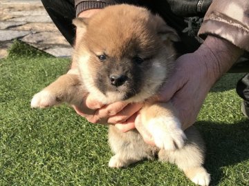 柴犬(標準サイズ)【長崎県・女の子・2017年12月22日・赤】の写真「１月２７日撮影画像☆赤柴☆女の子」