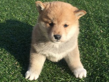 柴犬(標準サイズ)【長崎県・女の子・2014年11月14日・赤】の写真「１２月２６日撮影画像☆赤柴☆女の子 ☆」