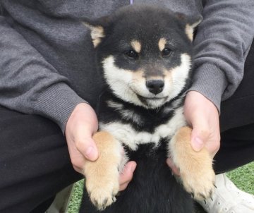 柴犬(標準サイズ)【長崎県・女の子・2014年8月26日・黒】の写真「１２月２１日撮影画像☆人気の黒柴☆小柴　女の子」