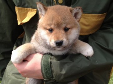 柴犬(標準サイズ)【長崎県・男の子・2013年2月20日・赤】の写真「」