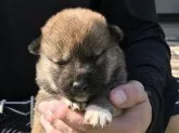 柴犬(標準サイズ)【長崎県・男の子・2018年6月13日・赤】の写真1