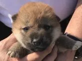 柴犬(標準サイズ)【長崎県・女の子・2019年4月26日・赤】の写真1