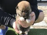 柴犬(標準サイズ)【長崎県・男の子・2018年6月13日・赤】の写真2