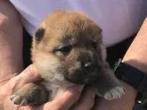 柴犬(標準サイズ)【長崎県・女の子・2019年4月26日・赤】の写真2