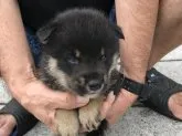 柴犬(標準サイズ)【長崎県・男の子・2019年7月14日・黒】の写真2