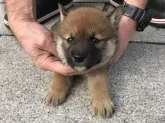 柴犬(標準サイズ)【長崎県・女の子・2019年1月7日・赤】の写真2