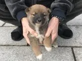 柴犬(標準サイズ)【長崎県・男の子・2019年12月3日・赤】の写真2