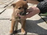 柴犬(標準サイズ)【長崎県・女の子・2018年9月10日・赤】の写真2