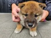 柴犬(標準サイズ)【長崎県・女の子・2022年10月11日・赤】の写真2