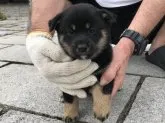 柴犬(標準サイズ)【長崎県・男の子・2019年4月28日・黒】の写真3