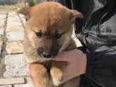 柴犬(標準サイズ)【長崎県・女の子・2018年9月10日・赤】の写真3