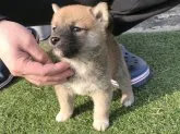 柴犬(標準サイズ)【長崎県・男の子・2018年1月14日・赤】の写真3