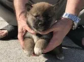 柴犬(標準サイズ)【長崎県・男の子・2019年3月19日・赤】の写真3