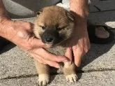 柴犬(標準サイズ)【長崎県・女の子・2019年10月13日・赤】の写真3