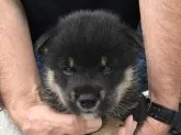 柴犬(標準サイズ)【長崎県・男の子・2019年7月14日・黒】の写真3