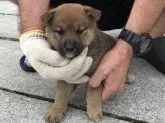 柴犬(標準サイズ)【長崎県・男の子・2019年4月28日・赤】の写真3