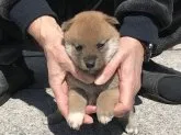 柴犬(標準サイズ)【長崎県・女の子・2020年2月5日・赤】の写真3