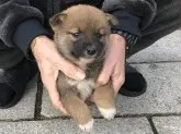 柴犬(標準サイズ)【長崎県・男の子・2019年12月3日・赤】の写真3