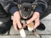 柴犬(標準サイズ)【長崎県・女の子・2019年12月3日・黒】の写真3