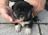 柴犬(標準サイズ)【長崎県・女の子・2018年11月4日・黒】の写真3