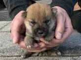 柴犬(標準サイズ)【長崎県・男の子・2020年11月8日・赤】の写真3