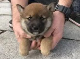 柴犬(標準サイズ)【長崎県・女の子・2019年1月7日・赤】の写真4