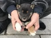 柴犬(標準サイズ)【長崎県・女の子・2019年12月3日・黒】の写真4