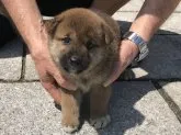 柴犬(標準サイズ)【長崎県・女の子・2019年5月30日・赤】の写真4