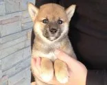 柴犬(標準サイズ)【長崎県・女の子・2013年7月26日・赤】の写真4