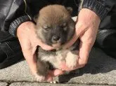 柴犬(標準サイズ)【長崎県・男の子・2019年12月3日・赤】の写真4