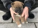 柴犬(標準サイズ)【長崎県・男の子・2019年12月3日・赤】の写真4