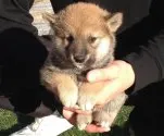 柴犬(標準サイズ)【長崎県・男の子・2014年9月11日・赤】の写真4