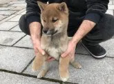 柴犬(標準サイズ)【長崎県・男の子・2018年10月27日・赤】の写真4