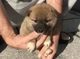 柴犬(標準サイズ)【長崎県・女の子・2019年10月13日・赤】の写真4