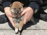 柴犬(標準サイズ)【長崎県・女の子・2020年2月5日・赤】の写真4