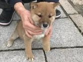 柴犬(標準サイズ)【長崎県・女の子・2018年11月17日・赤】の写真4