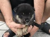 柴犬(標準サイズ)【長崎県・男の子・2019年7月14日・黒】の写真4