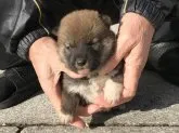 柴犬(標準サイズ)【長崎県・男の子・2019年12月3日・赤】の写真5