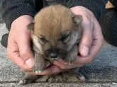 柴犬(標準サイズ)【長崎県・男の子・2020年11月8日・赤】の写真5