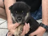 柴犬(標準サイズ)【長崎県・男の子・2019年7月14日・黒】の写真5