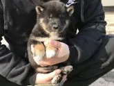 柴犬(標準サイズ)【長崎県・男の子・2018年1月15日・黒】の写真5