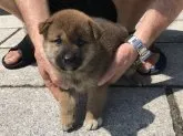 柴犬(標準サイズ)【長崎県・女の子・2019年5月30日・赤】の写真5