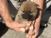 柴犬(標準サイズ)【長崎県・女の子・2019年10月13日・赤】の写真5