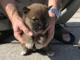 柴犬(標準サイズ)【長崎県・男の子・2019年3月19日・赤】の写真5