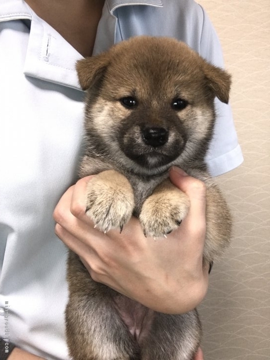 柴犬 青森県 女の子 17年9月3日 赤 鼻の黒いところは白くなります W みんなのブリーダー 子犬id 1710