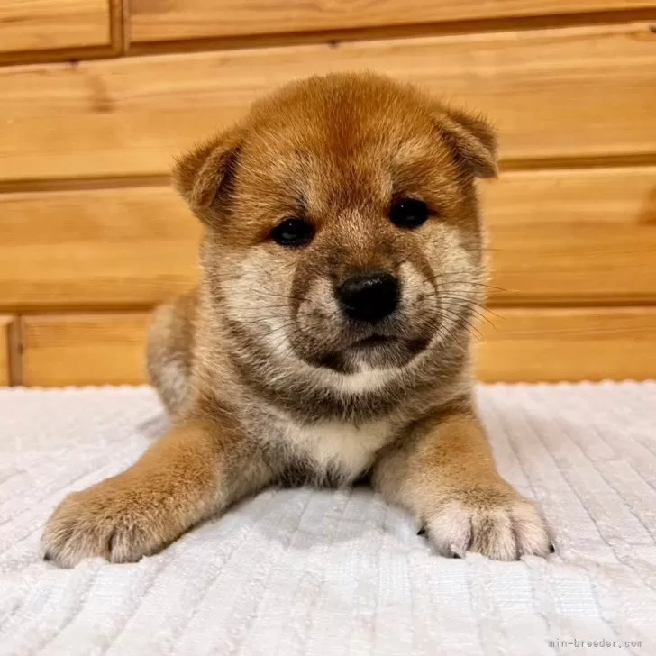 柴犬(標準サイズ)【青森県・男の子・2024年9月3日・赤】の写真1「かわいいお顔立ち💓」